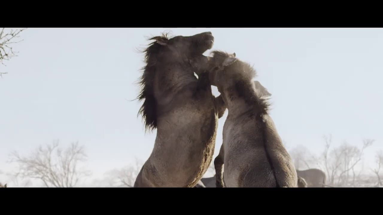 All My Life — WWF Voice For The Planet